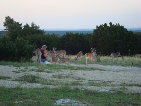 Gale feeding deer