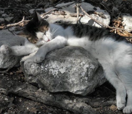 tabby asleep outdoors3