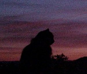 Naiad sunset placitas