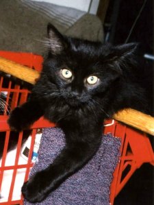 Socorro, NM, 1996 - 1997 On loan from Mel to provide company for Hydrox, her litter-mate.  Beginning the long road home.