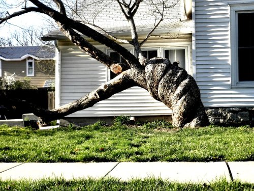 The good news is this tree is no worse for the wear.  It wouldn't have been a damned bit better off if it hadn't been twisted in its formative years.  All's well that ends well.  If it had been Nuns, or teachers, or science fiction test tube baby creche families twisting it the threads might have run the other direction, but twisting is twisting.  Nobody gets a free ride.