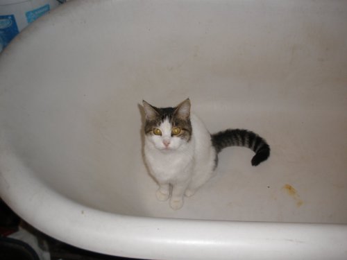 Shiva in bathtub